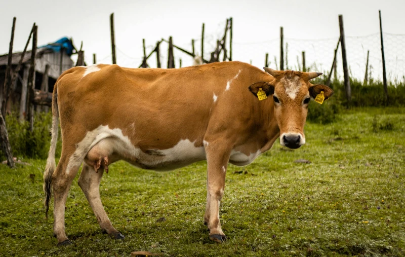 Photo of a cow with earmarks