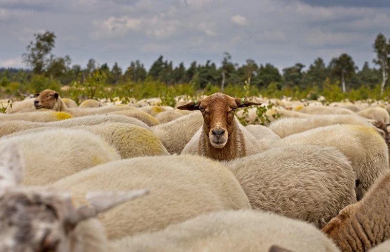 Photo of a herd of sheep
